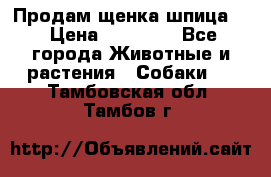 Продам щенка шпица.  › Цена ­ 15 000 - Все города Животные и растения » Собаки   . Тамбовская обл.,Тамбов г.